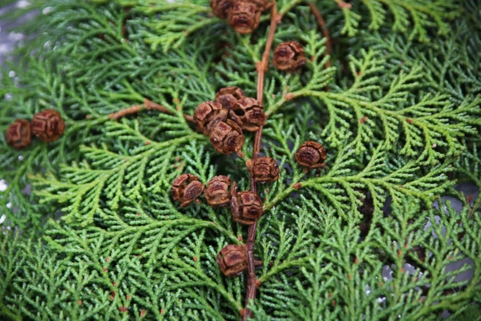 ib58_4197_i4_%EA%B5%AD%EB%A6%BD%EC%88%98%EB%AA%A9%EC%9B%90_%EA%B5%AD%EA%B0%80%EC%83%9D%EB%AC%BC%EC%A2%85%EC%A7%80%EC%8B%9D%EC%A0%95%EB%B3%B4.jpg?type=w1