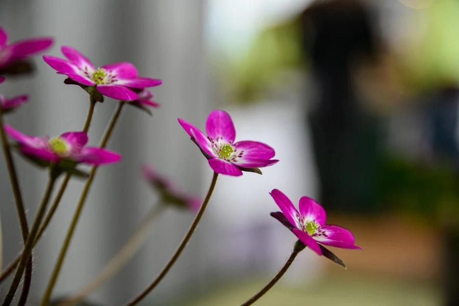 flowers-7067647_1920.jpg?type=w1