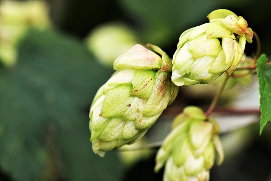 hops-flower-2730269_1920.jpg?type=w1