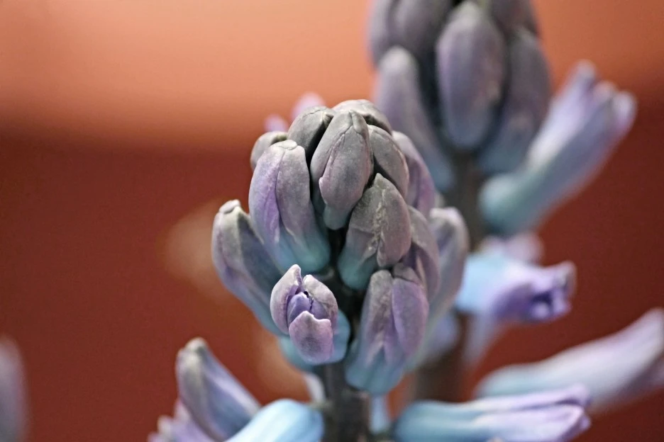 grape-hyacinth-3273579_1920.jpg?typew1