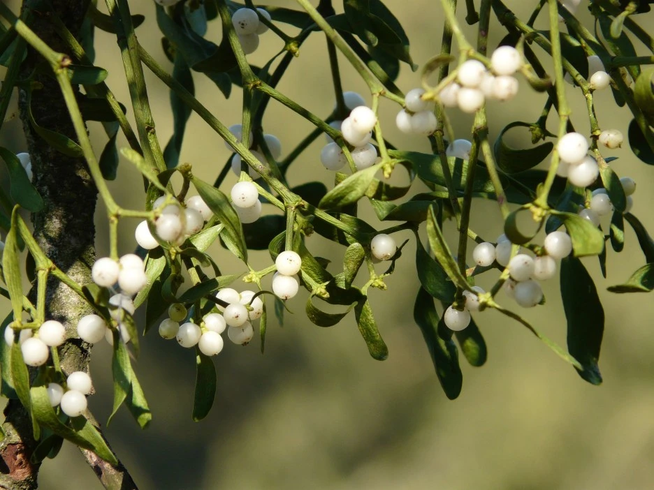 mistletoe-berries-16395_1920.jpg?type=w1