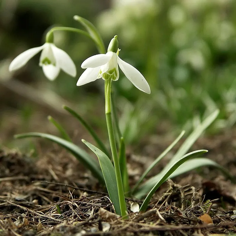 Galanthus_nivalis.jpg?type=w1