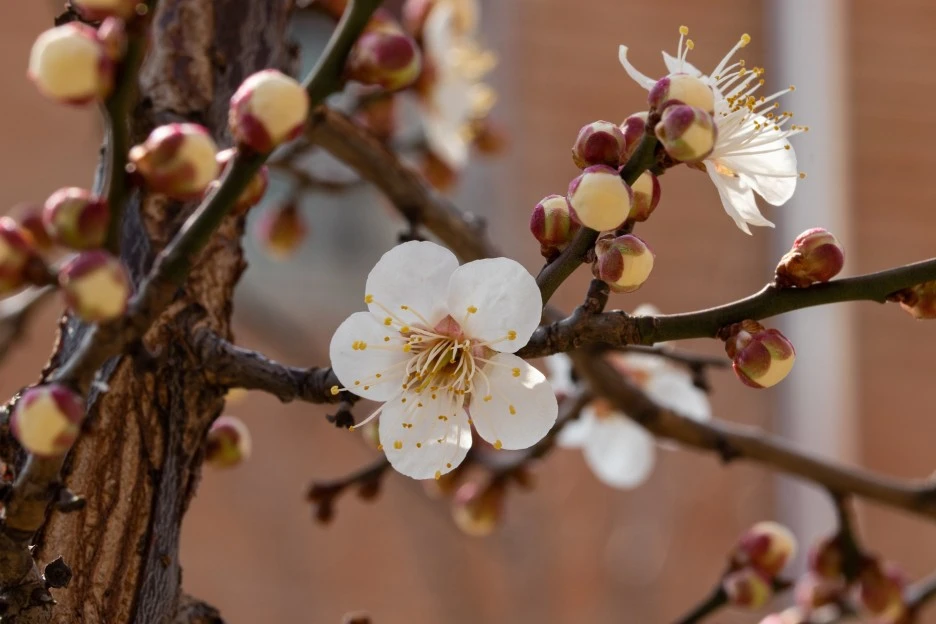 plum-blossom-6075490_1920.jpg?type=w1