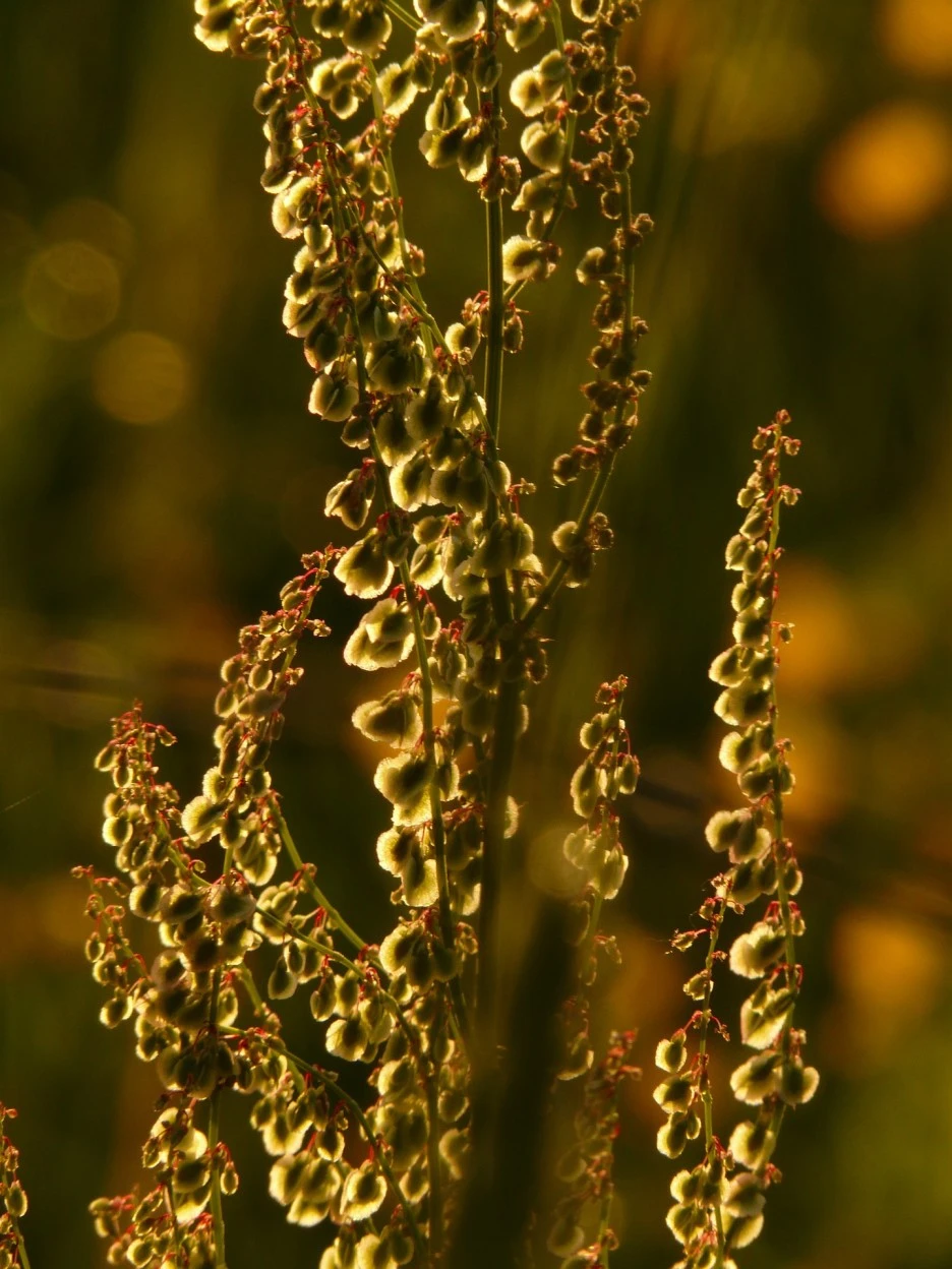 common-sorrel-56036_1920.jpg?type=w1