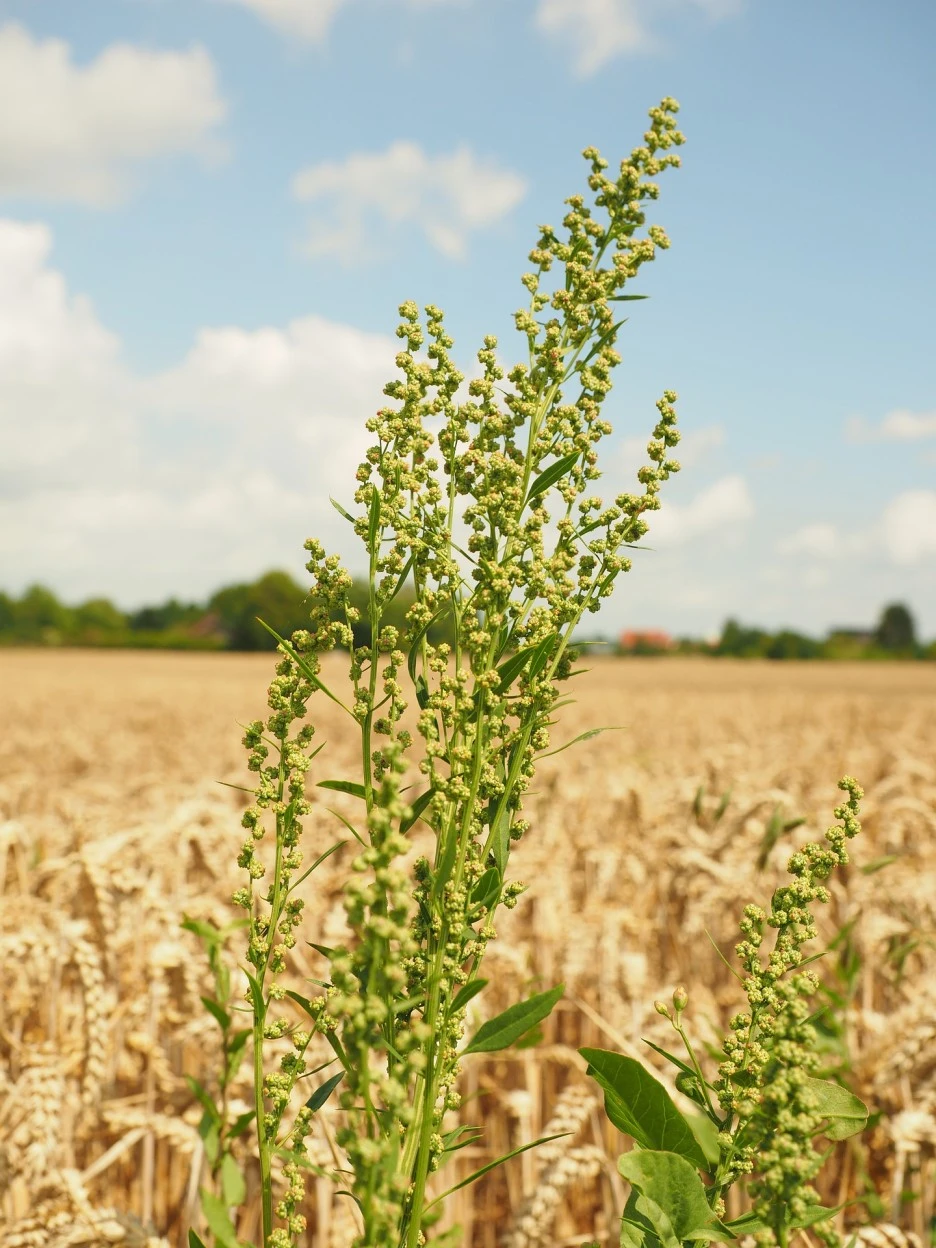 common-sorrel-609940_1920.jpg?type=w1