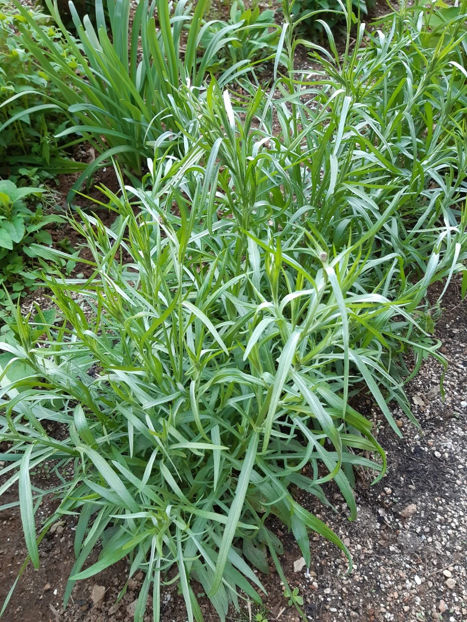 %EC%88%98%EB%A0%88%EA%B5%AD%ED%99%94%EB%AA%A8%EC%A2%85.jpg?type=w1