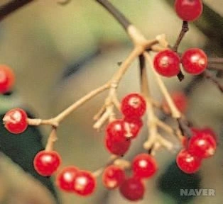 jk_284_3_%EA%B5%AD%EB%A6%BD%EC%A4%91%EC%95%99%EA%B3%BC%ED%95%99%EA%B4%80_-_%EC%8B%9D%EB%AC%BC%EC%A0%95%EB%B3%B4.jpg?typew1