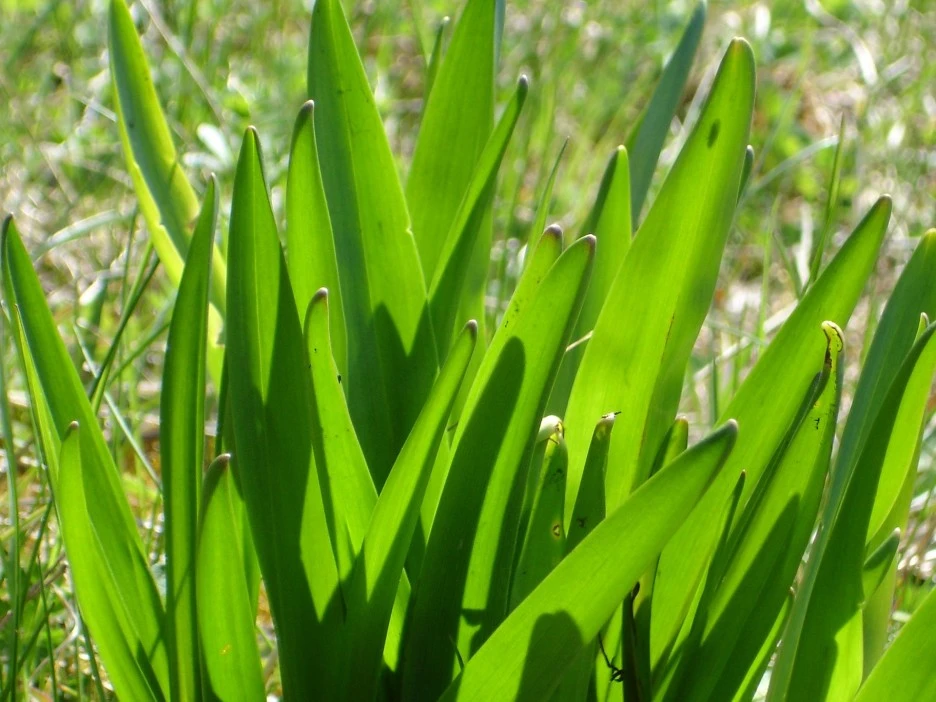 leaf-4160_1920.jpg?typew1