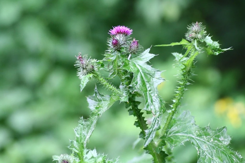 ib69_94_i1.jpg?type=w1