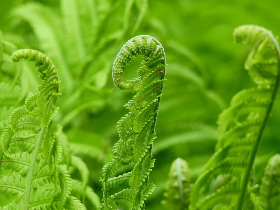 fern-7113811_1920.jpg?type=w1