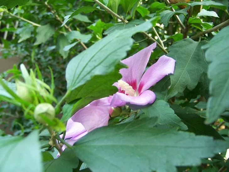 result_2006_7_2_14_5_19_531_11-lysook7.jpg?type=w1