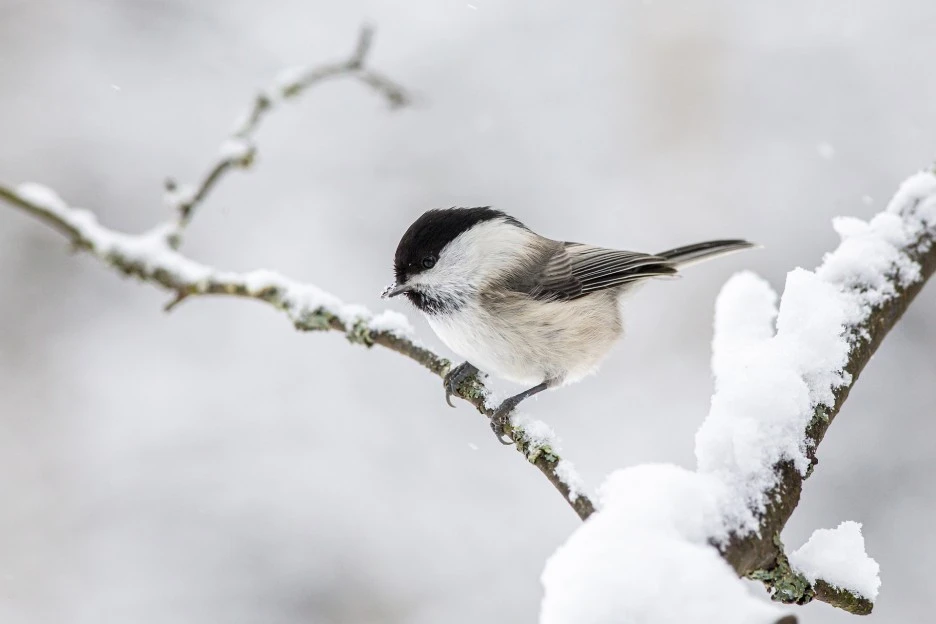 willow-tit-ge827b78a0_1920.jpg?type=w1
