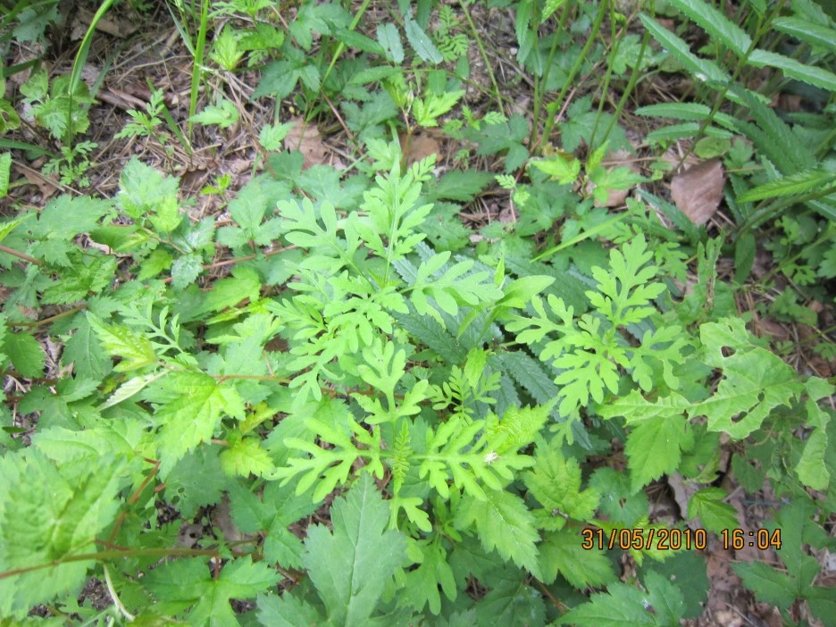 ib68_595_i2_%EA%B5%AD%EB%A6%BD%EC%88%98%EB%AA%A9%EC%9B%90_%EA%B5%AD%EA%B0%80%EC%83%9D%EB%AC%BC%EC%A2%85%EC%A7%80%EC%8B%9D%EC%A0%95%EB%B3%B4_-_%EC%8B%9D%EB%AC%BC.jpg?type=w1