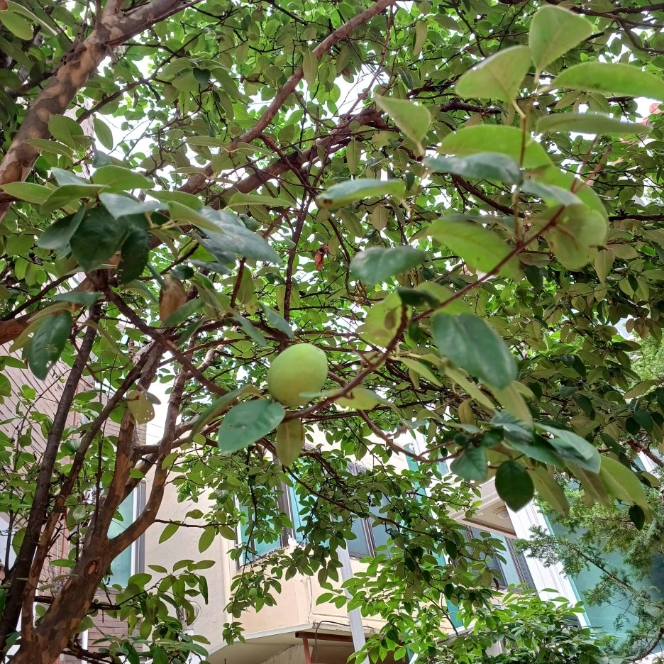 20220705_120540.jpg?type=w1