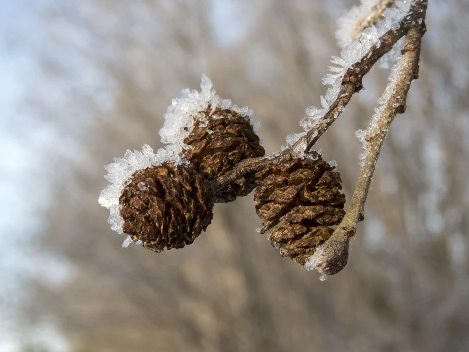 alder-4686472_1920.jpg?type=w1