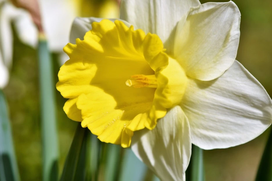 daffodil-3316490_1920.jpg?type=w1