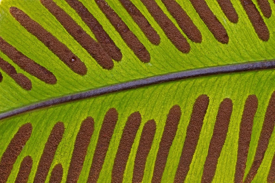 harts-tongue-fern-3784277_1920.jpg?type=w1