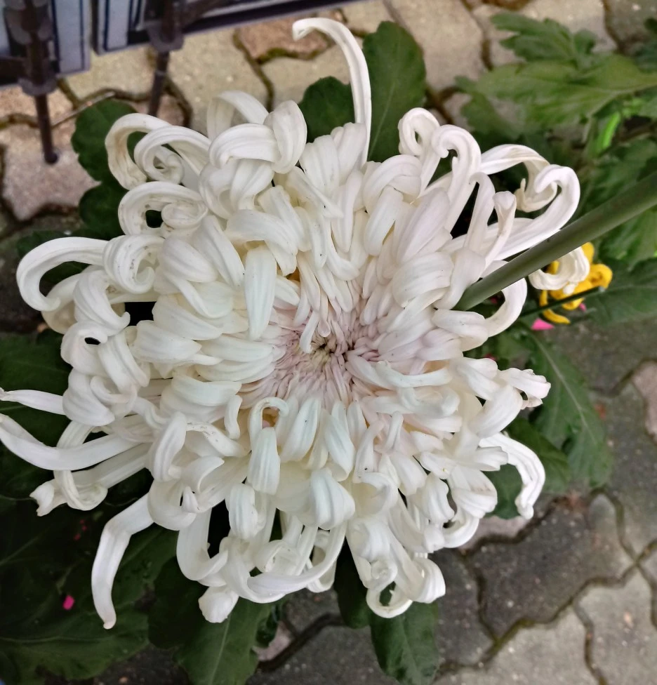 SE-48c510ca-e496-4b70-a33d-331a263cc554.jpg?type=w1