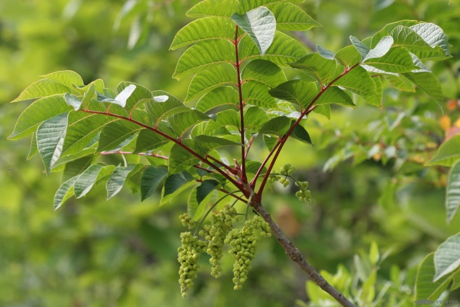 ia40_910_i2_%ED%95%9C%EA%B5%AD%EC%8B%9D%EB%AC%BC%EC%83%9D%ED%83%9C%EB%B3%B4%EA%B0%90_1.jpg?type=w1