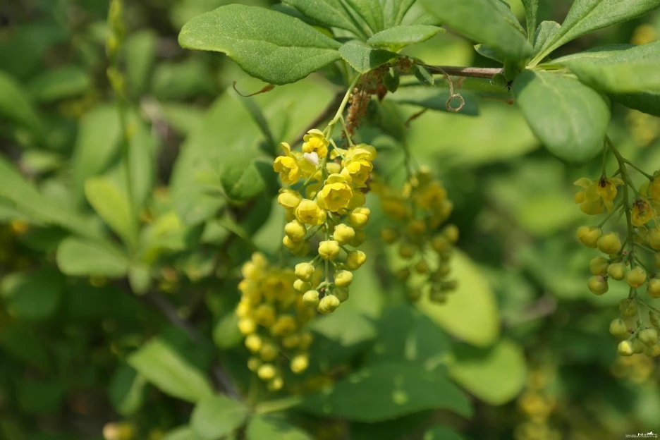 ib58_1513_i2_%ED%95%9C%EA%B5%AD%EC%95%BC%EC%83%9D%ED%99%94%EB%8F%84%EA%B0%90_-%EB%B4%84.jpg?type=w1