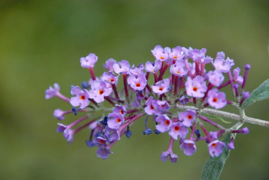 allysum-6616331_1920.jpg?type=w1