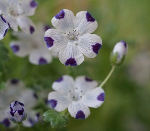 네모필라 (22).jpeg