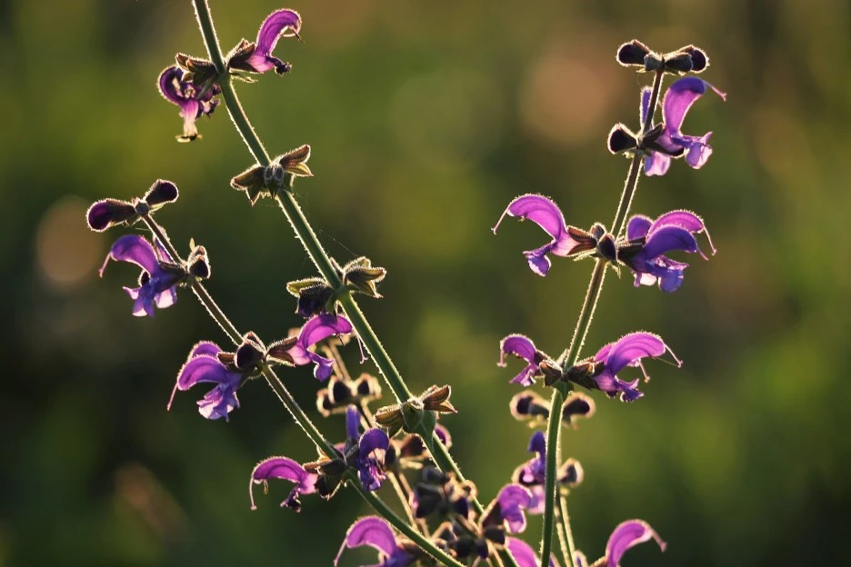 meadow-sage-4545549_1920.jpg?typew1