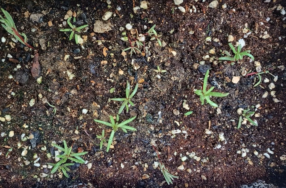 SE-9c50b395-926d-4c03-8620-5d83fd9768c1.jpg?type=w1