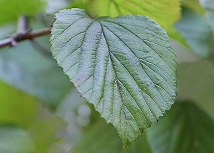 6548fd029ce8a66515b4facf85947314.jpg?typew1