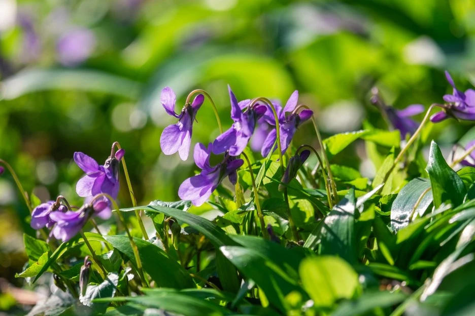forest-violets-4789959_1920.jpg?type=w1