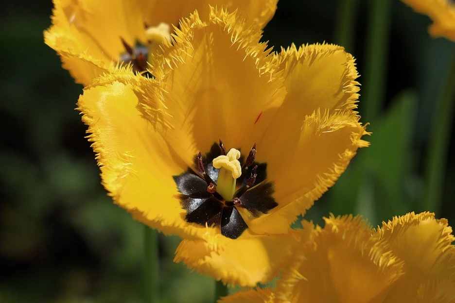 tulips-7159308_1920.jpg?typew1