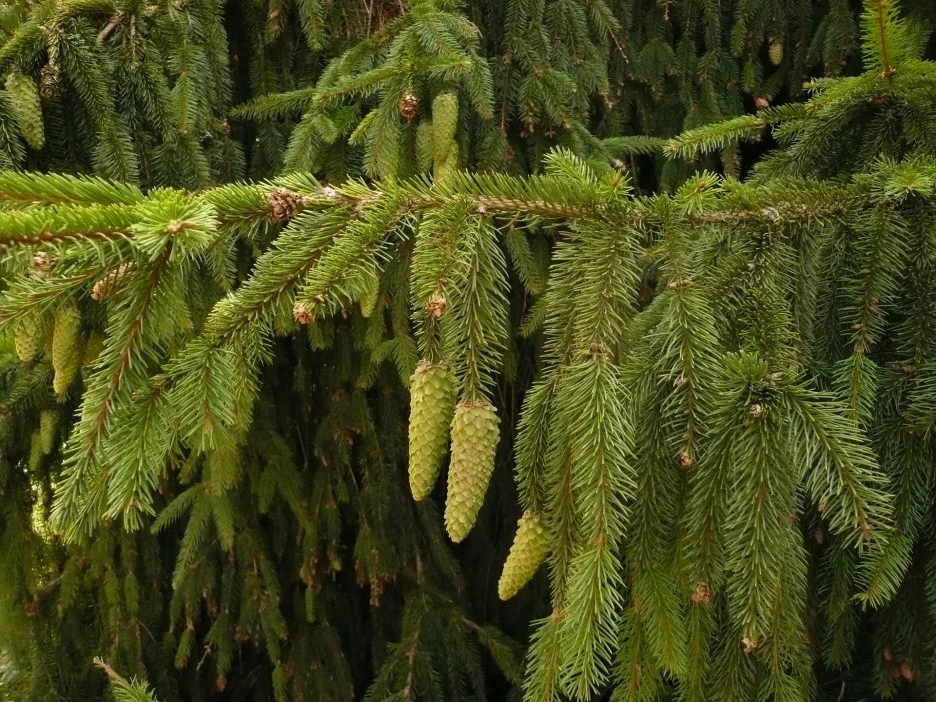fir-tree-171852_1920.jpg?type=w1