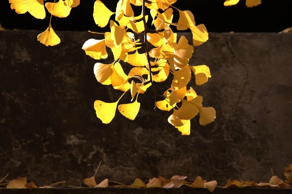 nature-6904953_1920.jpg?typew1