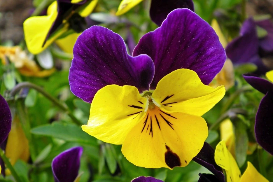 pansies-4580403_1920.jpg?type=w1