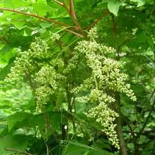 images_(2).jpg?typew1