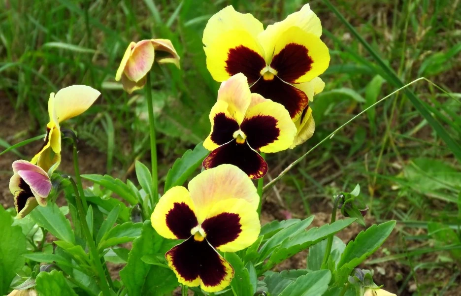 flowers-4353295_1920.jpg?type=w1