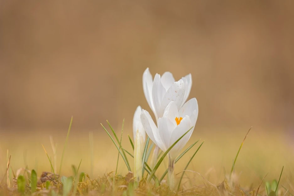 crocus-7079550_1920.jpg?type=w1