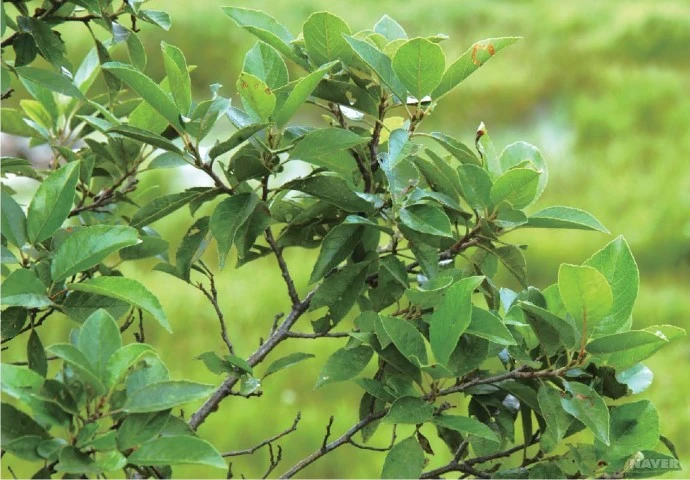 %EB%8B%A4%EC%9A%B4%EB%A1%9C%EB%93%9C_%ED%95%9C%EA%B5%AD%EC%8B%9D%EB%AC%BC%EC%83%9D%ED%83%9C%EB%B3%B4%EA%B0%90_1.jpg?type=w1