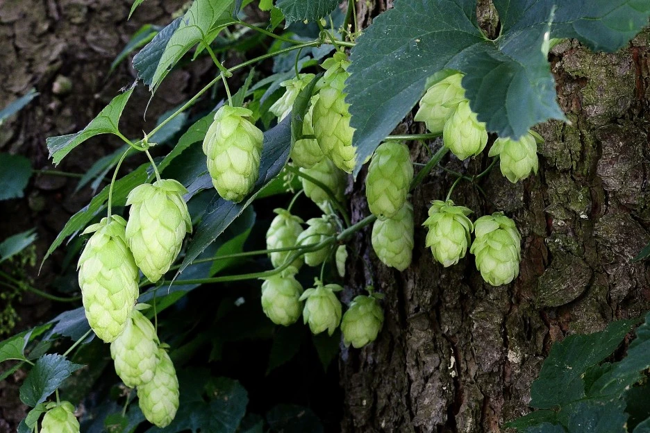 hop-cones-3634806_1920.jpg?type=w1