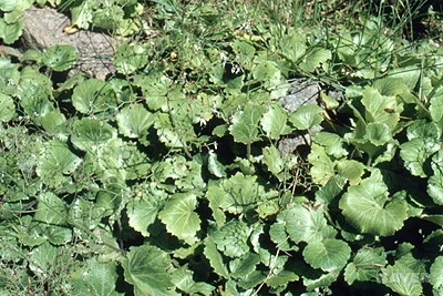 s_ca5_403_i1_%EC%83%9D%EB%AC%BC%EC%9E%90%EC%9B%90%EC%A0%95%EB%B3%B4_-_%EB%AF%BC%EC%86%8D%ED%8A%B9%EC%82%B0%EC%8B%9D%EB%AC%BC.jpg?typew1