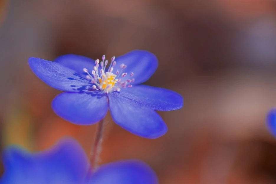 flower-7103109_1920.jpg?type=w1