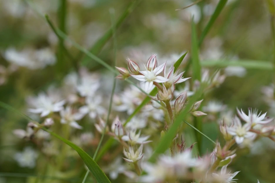 rockfoils-6581163_1920.jpg?type=w1