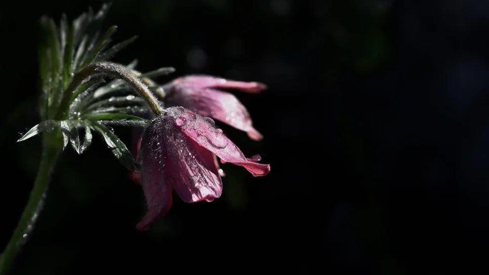 flower-4161610_1280.jpg?type=w966