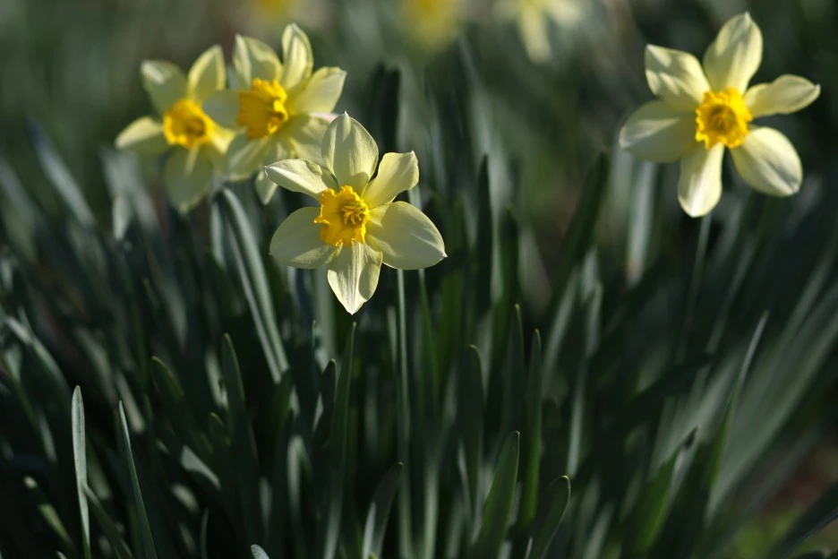 daffodil-4096365_1920.jpg?type=w1