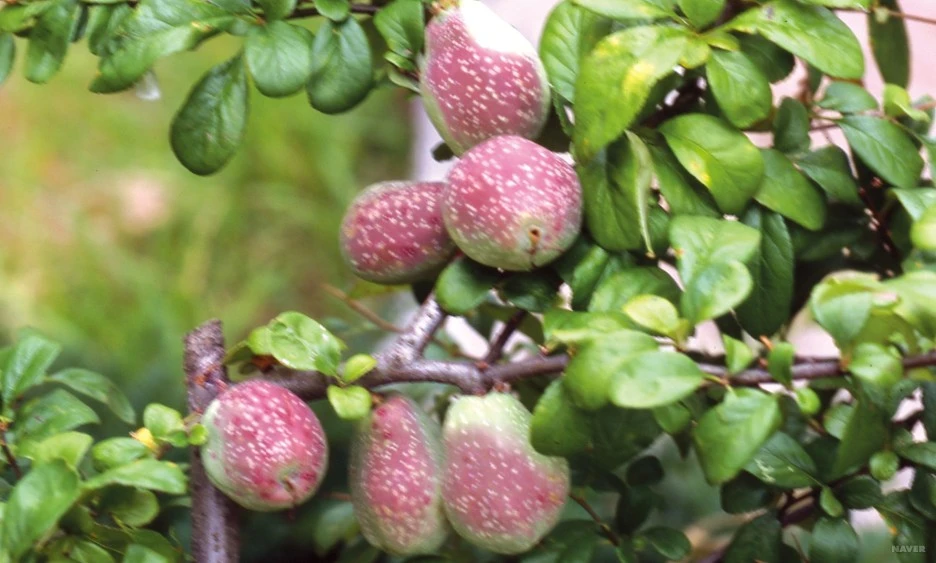 ib3_18_2_%EC%9A%B0%EB%A6%AC_%EC%82%B0%EC%95%BC%EC%97%90_%EC%9E%90%EC%83%9D%ED%95%98%EB%8A%94_%EC%95%BD%EC%9A%A9%EC%8B%9D%EB%AC%BC(%EC%83%81).jpg?type=w1