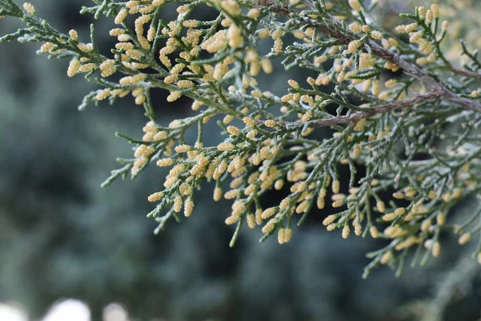 spring-4957353_1920.jpg?type=w1