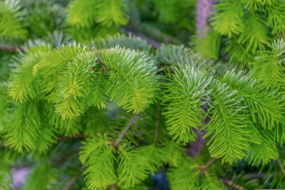 fir-tree-4240202_1920.jpg?type=w1