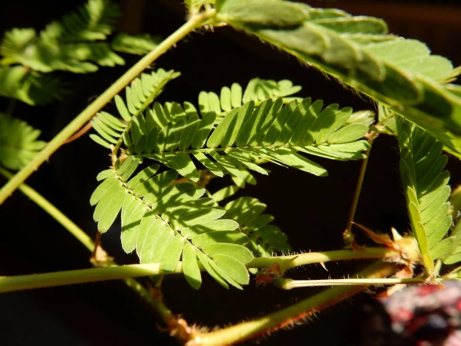 mimose-4668608_1920.jpg?type=w1