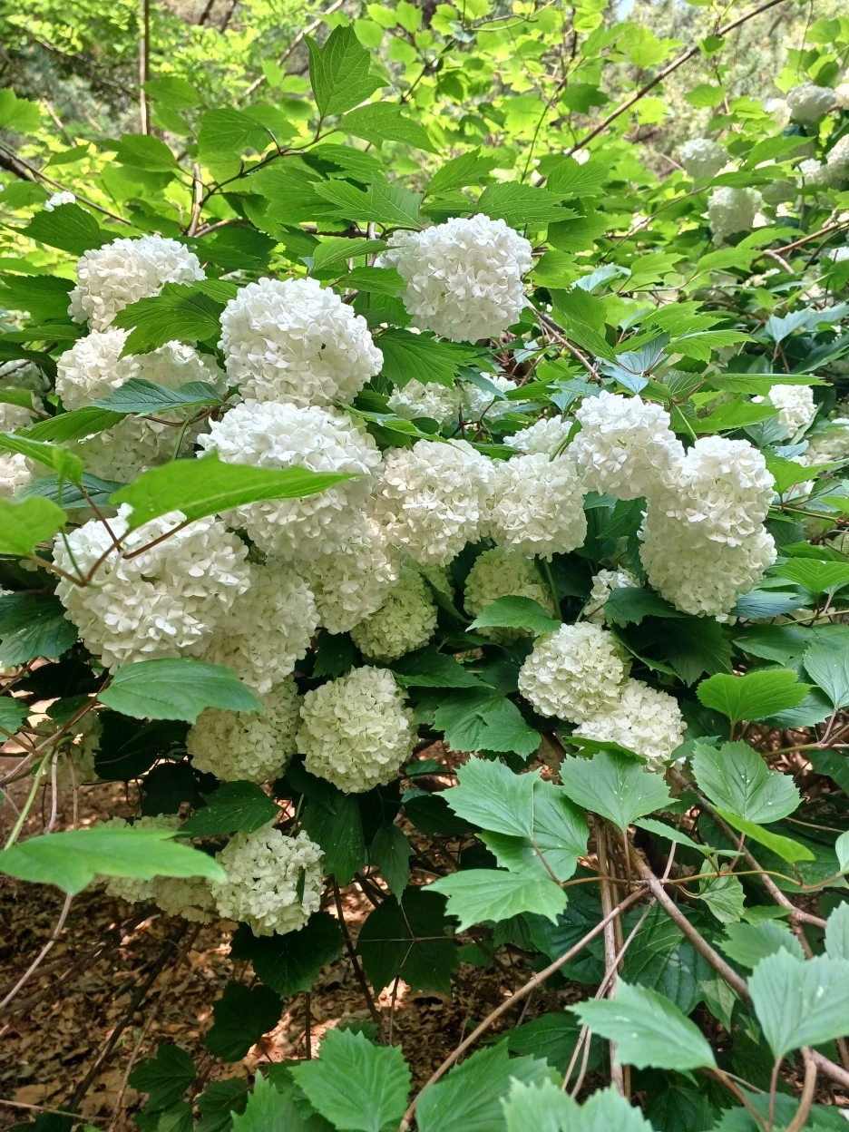 20230514_102703.jpg?type=w1