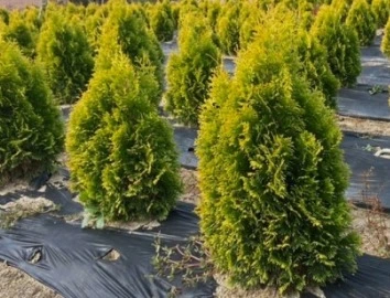 웹 캡처_8-1-2023_203136_search.naver.com.jpeg